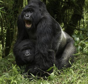 juvenile gorilla mating