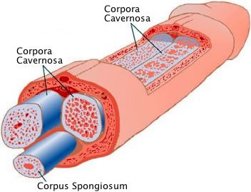 the corpora cavernosa